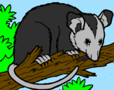 Disegno Scoiattolo Possum marsupiale pitturato su roxsy