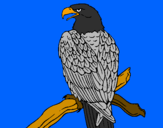 Disegno Aquila su un ramo pitturato su silvestro