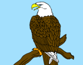 Disegno Aquila su un ramo pitturato su beadiavoletta