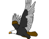 Disegno Aquila in volo  pitturato su aquila reale