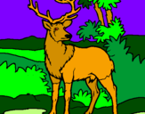 Disegno Cervo adulto  pitturato su silvestro