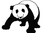 Disegno Orso panda  pitturato su Mey