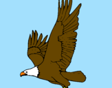 Disegno Aquila in volo  pitturato su andrea