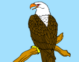 Disegno Aquila su un ramo pitturato su andrea