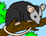 Disegno Scoiattolo Possum marsupiale pitturato su ANDREA