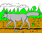 Disegno Coyote pitturato su ANDREA