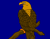Disegno Aquila su un ramo pitturato su lory