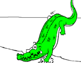 Disegno Alligatore che entra nell'acqua  pitturato su riccardo