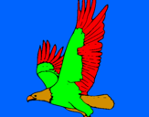 Disegno Aquila in volo  pitturato su FEDERICO