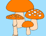 Disegno Funghi pitturato su SOFIA