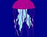 Disegno Medusa  pitturato su medusa