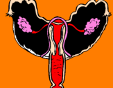 Disegno Vagina pitturato su ONO