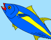 Disegno Pesce  pitturato su tonno  pinna  gialla