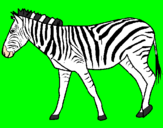 Disegno Zebra  pitturato su VINCENZO