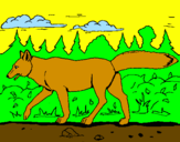 Disegno Coyote pitturato su FEDE
