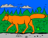 Disegno Coyote pitturato su lorenzo