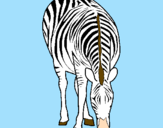 Disegno Zebra  pitturato su maia