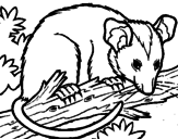 Disegno Scoiattolo Possum marsupiale pitturato su opossum