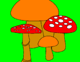 Disegno Funghi pitturato su erica