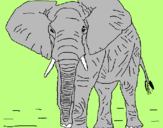 Disegno Elefante  pitturato su DAVIDE
