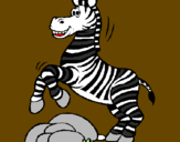 Disegno Zebra che salta sulle pietre  pitturato su maurizio