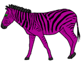 Disegno Zebra  pitturato su qaa