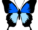 Disegno Farfalla con le ali nere pitturato su arianna