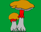 Disegno Funghi pitturato su loretus