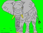 Disegno Elefante  pitturato su GABRIELE