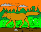 Disegno Coyote pitturato su giulia