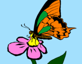 Disegno Farfalla su un fiore pitturato su DESY THE BEST
