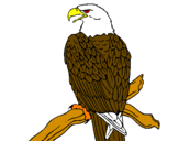 Disegno Aquila su un ramo pitturato su dadì