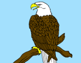 Disegno Aquila su un ramo pitturato su kevin di cossato