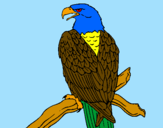 Disegno Aquila su un ramo pitturato su noemi