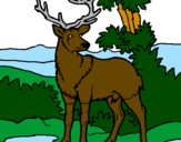 Disegno Cervo adulto  pitturato su layon