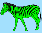 Disegno Zebra  pitturato su THOMAS  .T.
