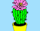 Disegno Cactus fiorito  pitturato su SNOPY