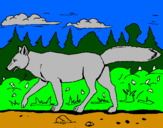 Disegno Coyote pitturato su emmachiara