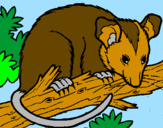 Disegno Scoiattolo Possum marsupiale pitturato su IVAN