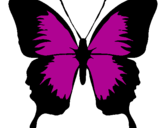 Disegno Farfalla con le ali nere pitturato su sara