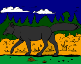 Disegno Coyote pitturato su dilosof