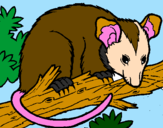 Disegno Scoiattolo Possum marsupiale pitturato su polin