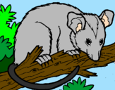 Disegno Scoiattolo Possum marsupiale pitturato su camillo e peppe
