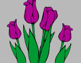 Disegno Tulipani  pitturato su anna