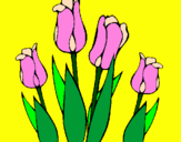 Disegno Tulipani  pitturato su Rosa Giulia