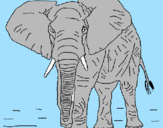 Disegno Elefante  pitturato su Alejandro