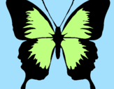 Disegno Farfalla con le ali nere pitturato su jasmine