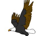 Disegno Aquila in volo  pitturato su aquila