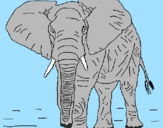 Disegno Elefante  pitturato su lorenzo