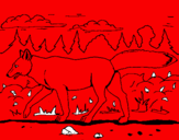Disegno Coyote pitturato su manu jojo
